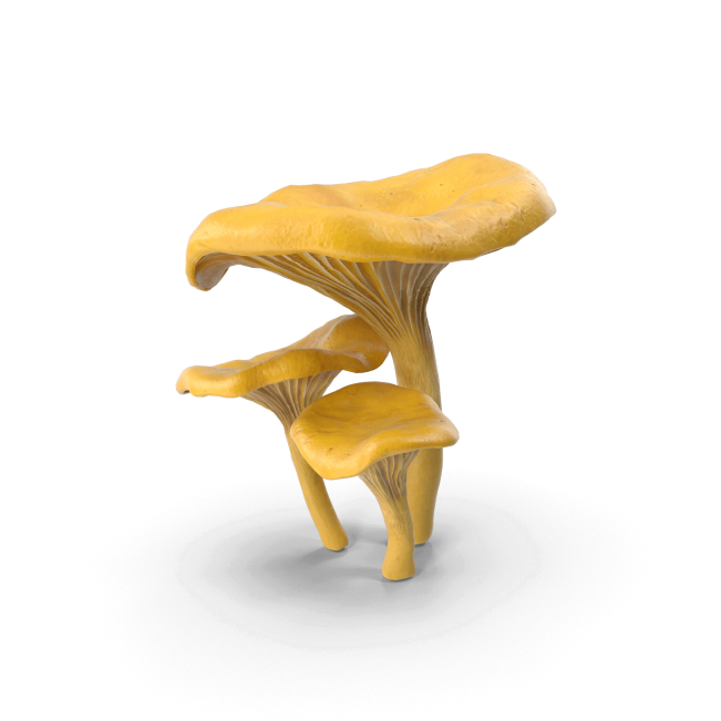 Chanterelle Mushrooms.H03.2k