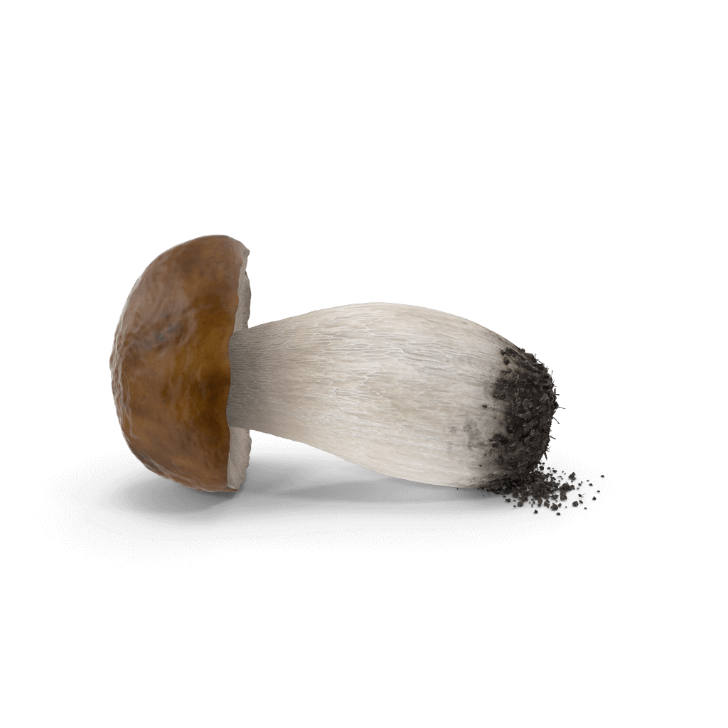 Penny Bun Mushroom.H01.2k (1)